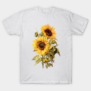 Botanical illustration of sunflowers T-Shirt